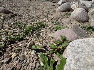 A fresh Persicaria maculosa plant blooms at the bottom of a rock. Persicaria maculosa, spotted lady's thumb, Jesusplant, redshank flowers close-up. Seedhead of Polygonum persicaria.
