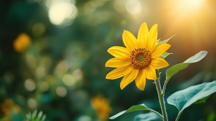 Golden sunflower flowers growing in a spring forest, natural seasonal background