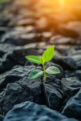 Small sprout emerges from dark rocks, sunlight.