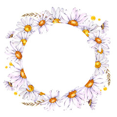 Round frame with daisies and herbs on a white background. Watercolor illustration with white daisies. Isolated botanical drawing.