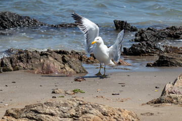A seagull eating a fish on the beach of Punta del Este in Uruguay.