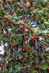 Blue Tit (Cyanistes caeruleus), Common in Woodlands and Parks, St. Stephen's Green, Dublin, Ireland