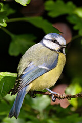 Blue Tit (Cyanistes caeruleus), Common in Woodlands and Parks, St. Stephen's Green, Dublin, Ireland