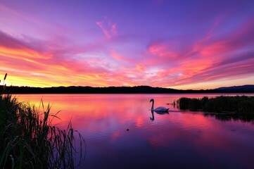 Serene Sunset Over Tranquil Lake with Majestic Swan