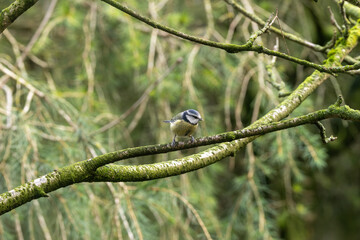 Blue Tit (Cyanistes caeruleus), Common in Woodlands and Parks, St. Stephen's Green, Dublin, Ireland