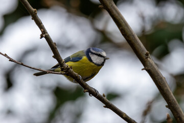 Blue Tit (Cyanistes caeruleus), Common in Woodlands and Parks, St. Stephen's Green, Dublin, Ireland