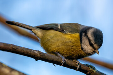 Blue Tit (Cyanistes caeruleus), Common in Woodlands and Parks, St. Stephen's Green, Dublin, Ireland