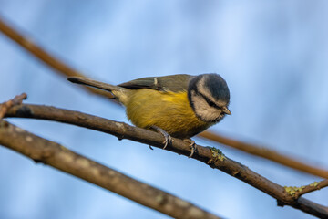 Blue Tit (Cyanistes caeruleus), Common in Woodlands and Parks, St. Stephen's Green, Dublin, Ireland