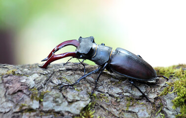 A stag beetle (Lucanus cervus) in the wild