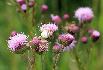 Fototapeta premium Thistle field (Cirsium arvense) grows and blooms among herbs
