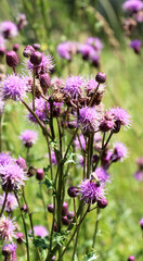 Thistle field (Cirsium arvense) grows and blooms among herbs