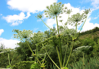 The dangerous and poisonous plant Heracleum sosnowskyi grows in nature