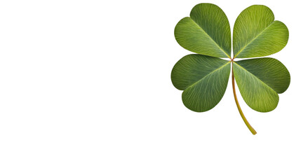 Obraz premium Four leaf clover, isolated on transparent background