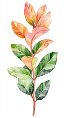 Watercolor Illustration of Zamioculcas Zamifolia with Green Variegated Pink and Orange Leaves, potential usecase for botanical, gardening, and home decor designs