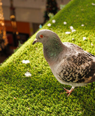 pigeon on the grass