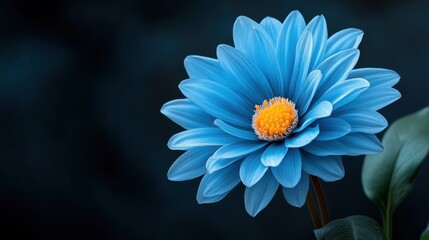 A stunning blue flower in full bloom with detailed petals and a vibrant yellow center, set against a dark background, symbolizing beauty and tranquility.