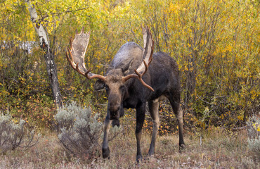 Bull Moose During the rut in Grand Teton National Park Wyoming in Autumn