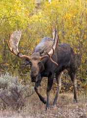 Bull Moose During the rut in Grand Teton National Park Wyoming in Autumn