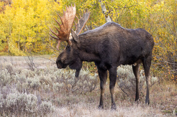 Bull Moose During the rut in Grand Teton National Park Wyoming in Autumn