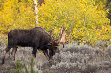 Bull Moose During the rut in Grand Teton National Park Wyoming in Autumn