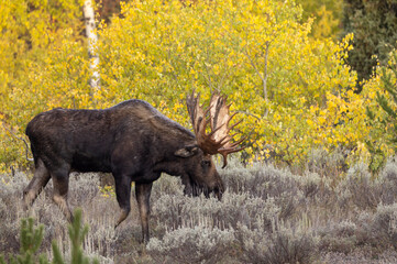 Bull Moose During the rut in Grand Teton National Park Wyoming in Autumn