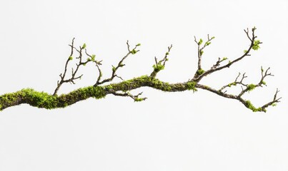 A tree branch with moss growing on it