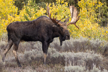 Bull Moose During the rut in Grand Teton National Park Wyoming in Autumn