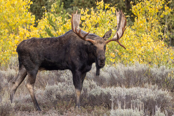 Bull Moose During the rut in Grand Teton National Park Wyoming in Autumn