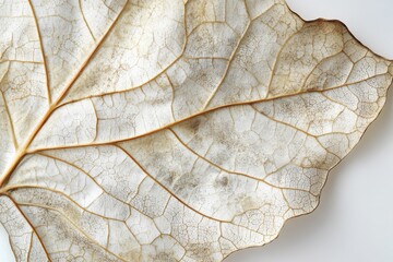 Fototapeta premium An intricate and beautifully aged leaf showcasing an exquisite texture, presenting a unique pattern that highlights the passage of time and the beauty of natural decay.
