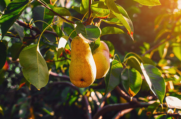 Branch with ripe yellow pears, in wild. Blurred background of coniferous tree. Artistic composition.