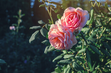 Photo two soft pink withering roses on dark green blurred background. Decor, dried flowers in...