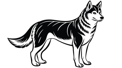 Husky, dog, husky figure, various poses