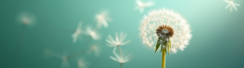 Fototapeta premium White ball of dandelion with flying seeds parachutes on pale turquoise background. Copy space. AI generative.