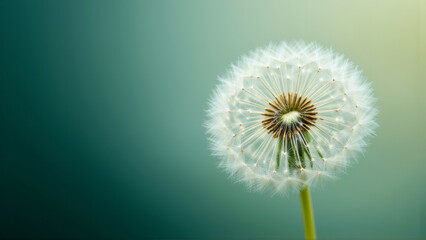 Fluffy white ball of dandelion on stem on blue-green background. Copy space. AI generative.