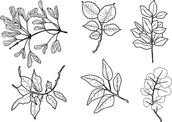 Illustration feuilles plante branche  vecteur traits noirs