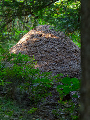 A smaller anthill photographed in the woods under the branches of a tree