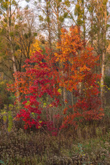 Vibrant autumn forest in Poland with red and orange leaves. Warm fall colors in a peaceful woodland setting, showcasing beautiful seasonal foliage and nature's beauty.