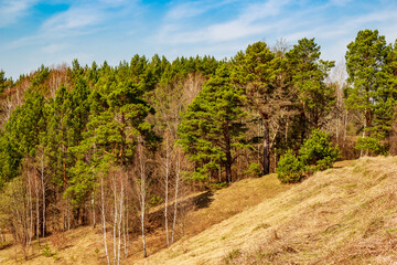 Picturesque green pine forest on a slope in spring