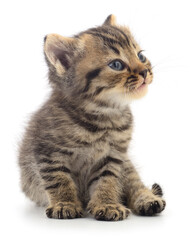 Kitten on white background.