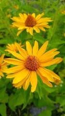 yellow flowers in the garden