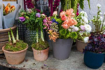 Narcissus sprouts, orange-peach ranunculus in a vase, oxalis, parrot tulips, hyacinths in tin buckets for sale, for interior decoration and bouquets.