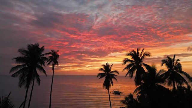 Palm trees at Sunset