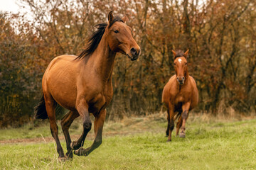 Fototapeta premium A young bay brown Lusitano stallion running happily across an autumnal meadow outdoors