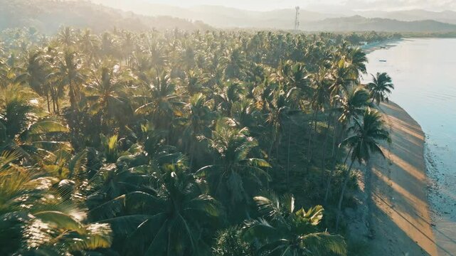 Palm Trees with Morning Sun