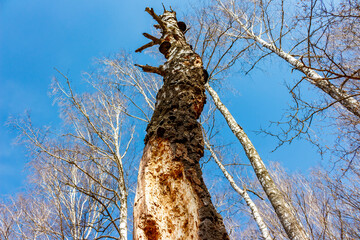 A dry birch tree trunk with woodpecker holes standing in the forest
