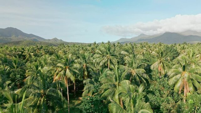 Palm Tree Farm Horizon
