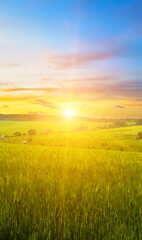 Green wheat field and colorful sunrise.