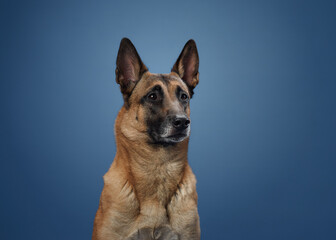 Naklejka premium A Belgian Malinois seated against a blue background, its focused gaze and attentive expression showcasing its intelligent demeanor. The tan coat and upright ears add to its refined appearance.