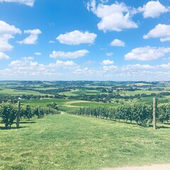 Obraz premium Scenic view of a lush vineyard landscape under a bright blue sky.
