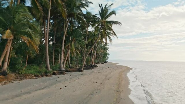 Secluded Untouched Beach with Palm Trees